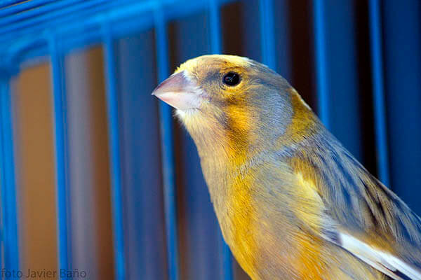 How long do canaries live?