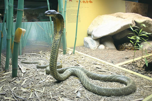 How long do king cobra live?