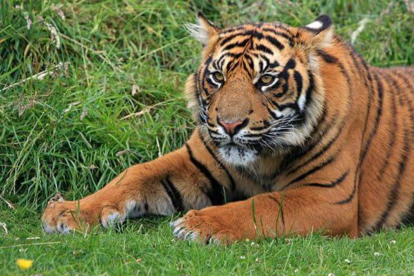 How long do tigers live?