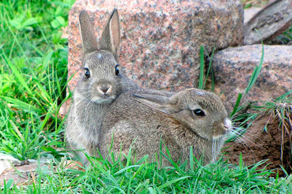 Rabbits lifespan