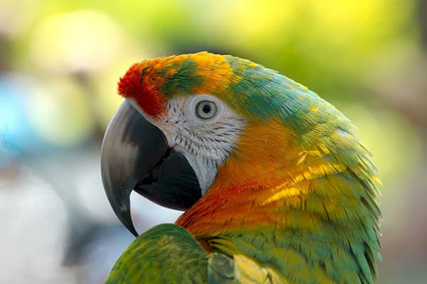 How long do parrots live?