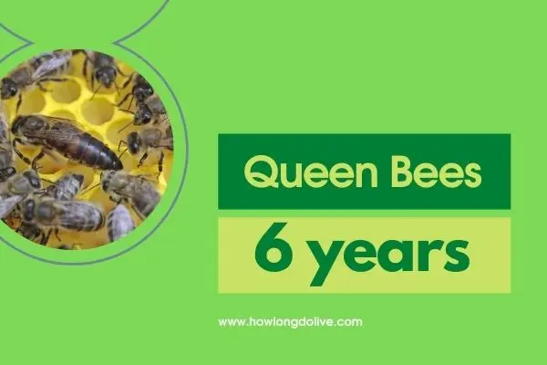 How long do bees live?