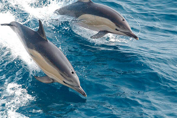 Dolphins lifespan