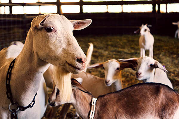 How long do goats live?