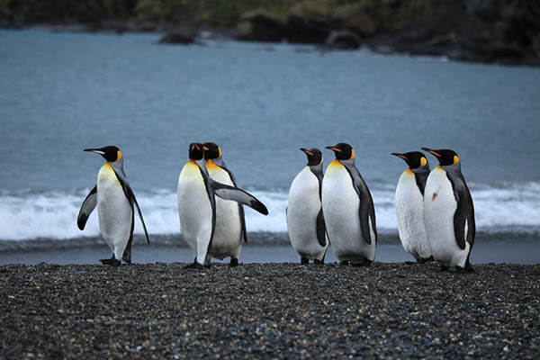 How long do penguins live?
