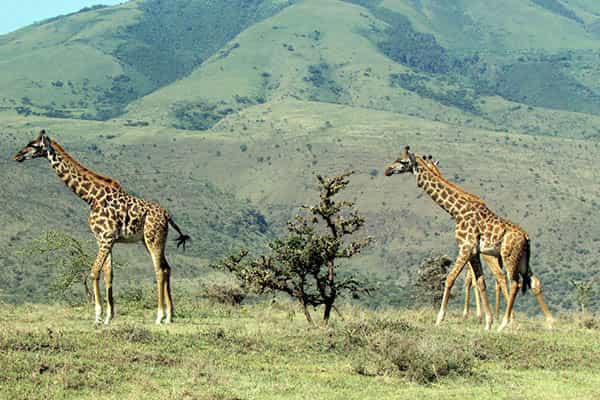 How long do giraffes live?