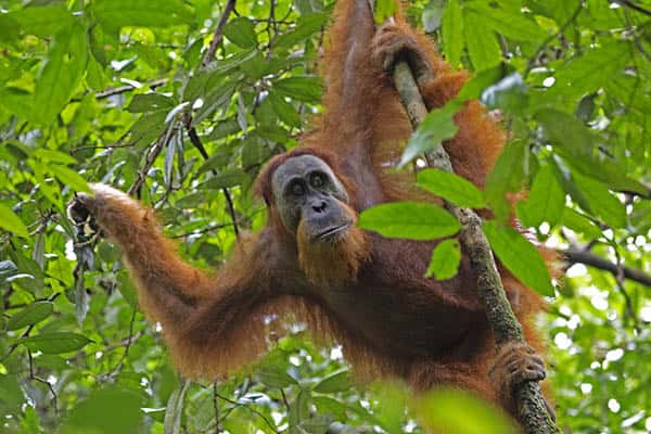 How long do orangutans live?
