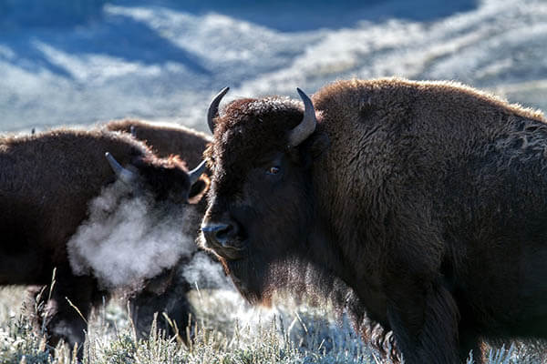 How long do American bisons live?