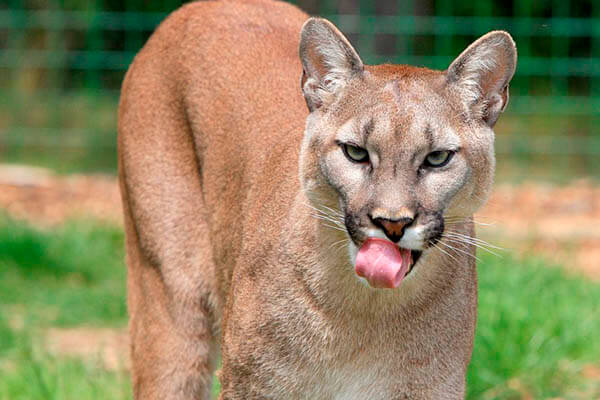 How long do cougars live?