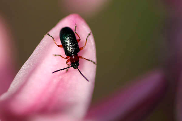 How long do beetles live?
