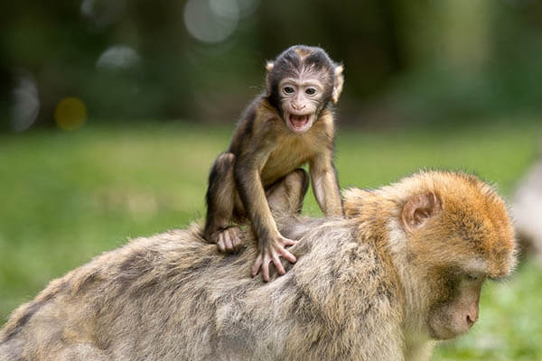 How long do monkeys live?