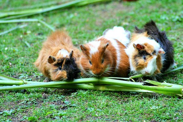 Guinea pig lifespan