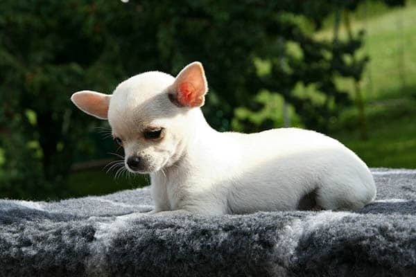 Interesting facts about chihuahuas