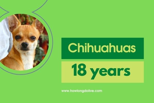 How long do Chihuahuas live?