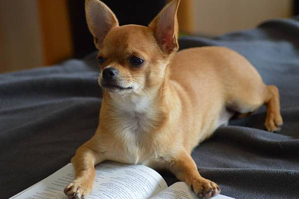 Chihuahuas lifespan