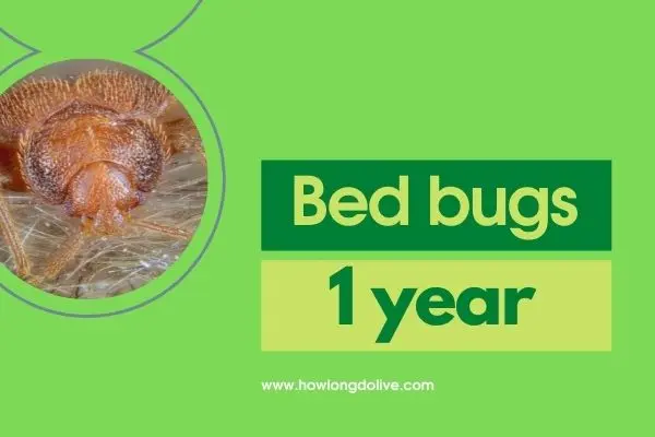 How long do bed bugs live?