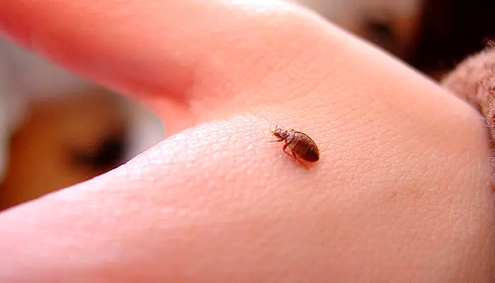 Bed bug in a hand