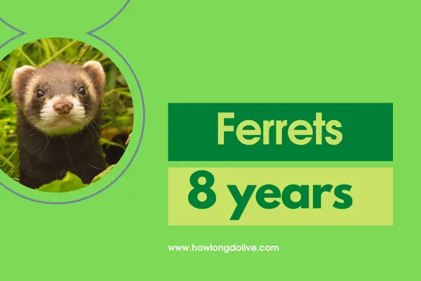 How long do ferrets live?