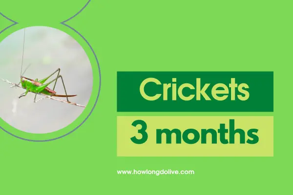 How long do crickets live?