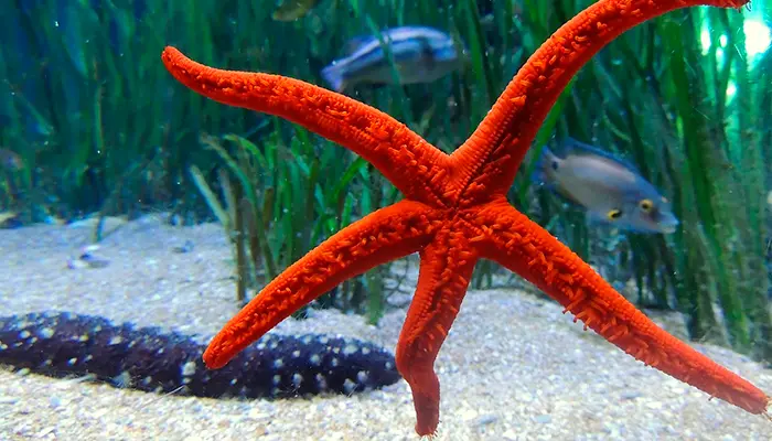 Lifespan of starfish in the wild