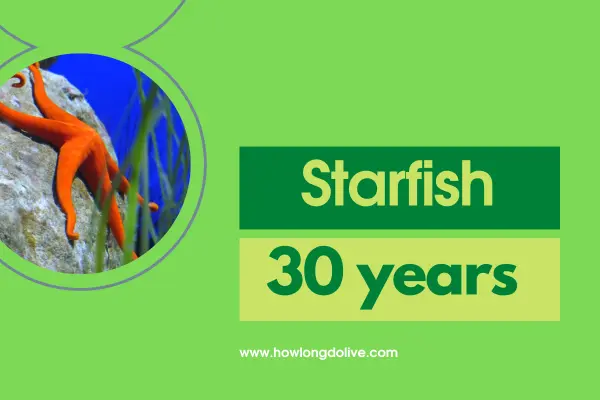 How long do starfish live?